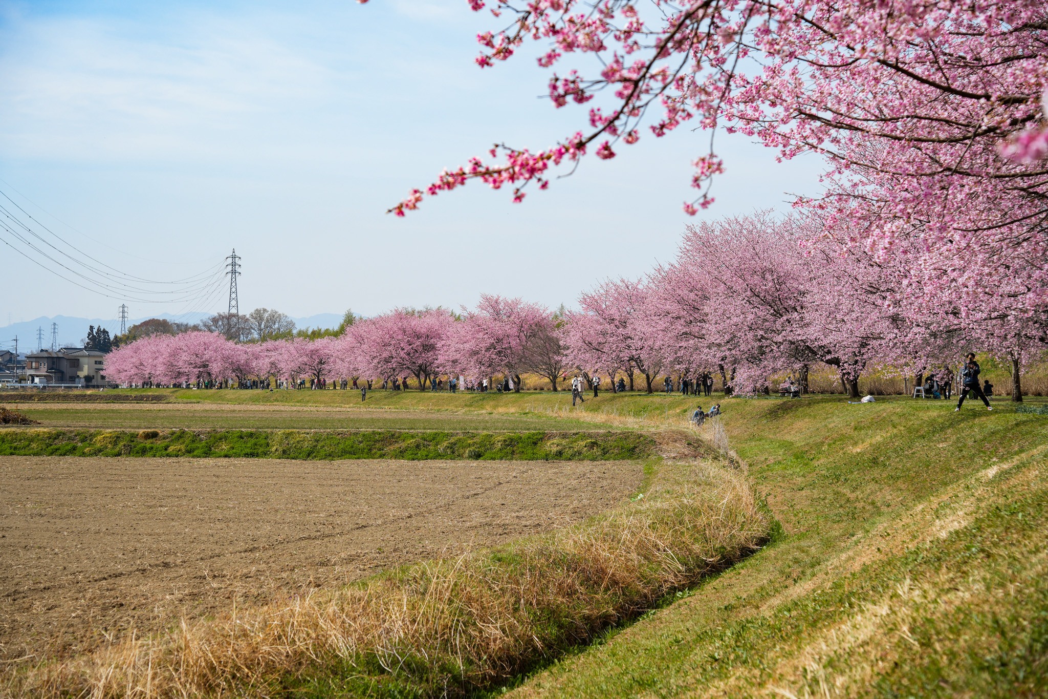 2023年北浅羽桜堤公園の様子