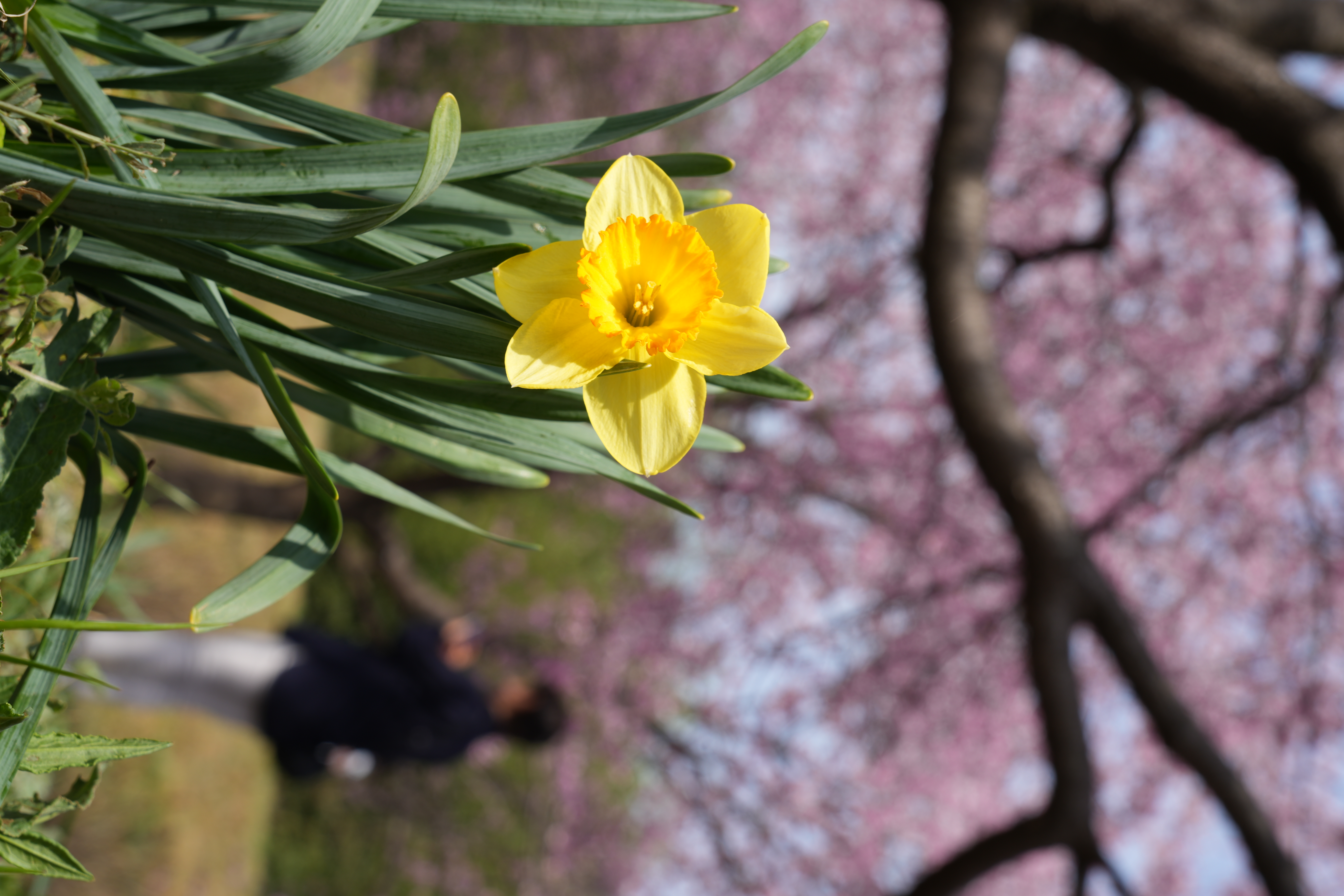 2023年北浅羽桜堤公園の様子