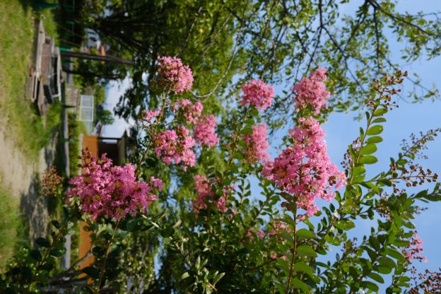 夏の花