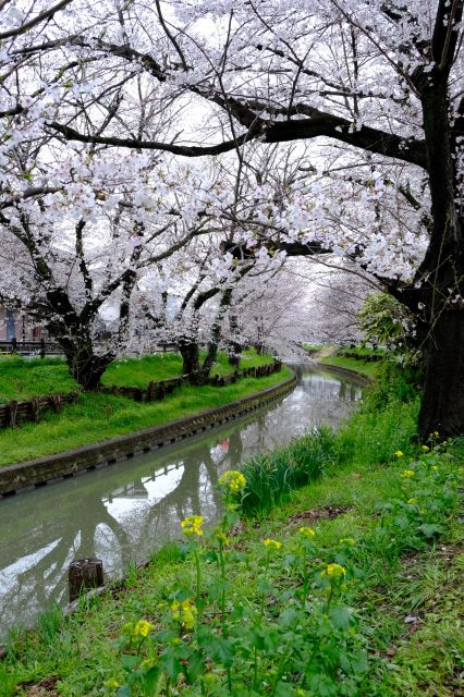 川越新河岸川の桜並木